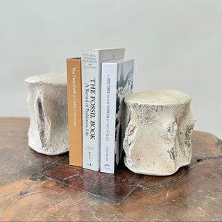 Sperm Whale Vertebrae