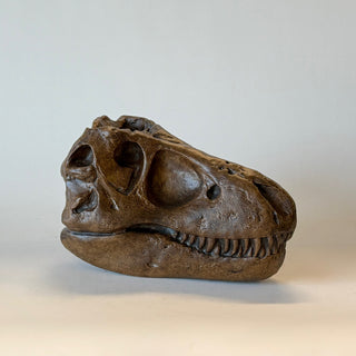 Side view of a replica of T Rex Skull fossil on a white background. Realistic looking fossil on a white background

House Parts handmade, crafted, artisan, high quality, statues, busts, and figurines.  Unique gifts for everyone. Indoor decorations, Outdoor statues and garden items. Thoughtful gift, animal lovers, rabbit lovers, instead of pet, small business, female owned family business, rabbit, bunny, dog, turtle, frog, clam shell