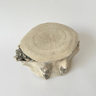 Sperm Whale Vertebrae