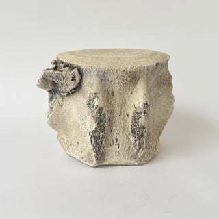 Sperm Whale Vertebrae