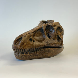 T. Rex Skull