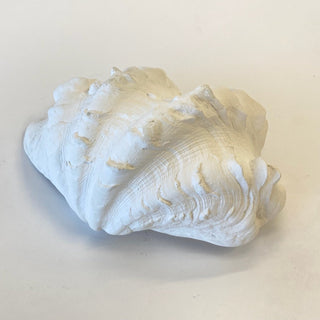 Mini Clam Shell