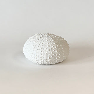 Sea Urchin