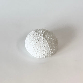 Sea Urchin