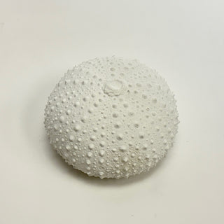 Sea Urchin