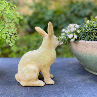Medium Rabbit
