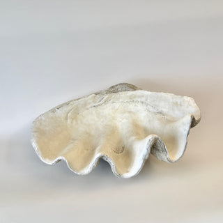 Giant Clam Shell