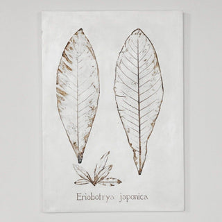 Botanical:  Eriobotrya