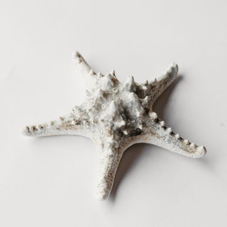 Spined Starfish