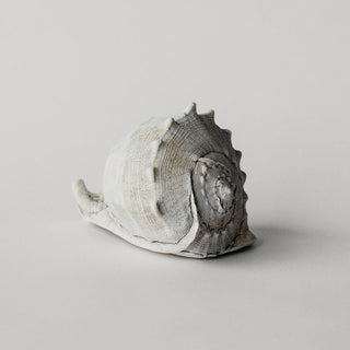 Helmet Conch