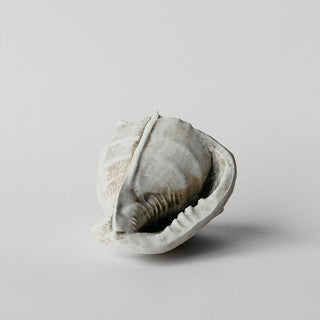 Helmet Conch