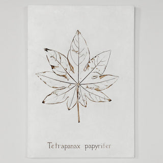 Botanical: Tetrapanax